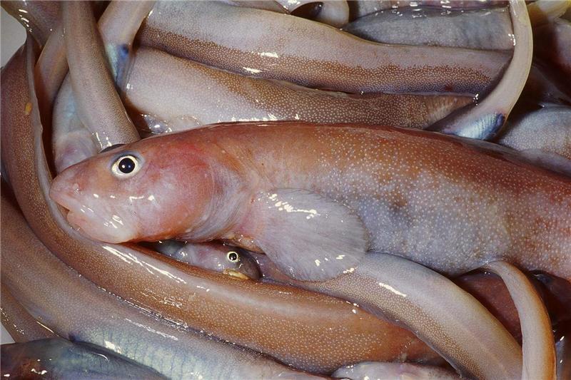 Gosztonyia antarctica